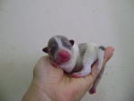 Tiny Taiwan Homebred Chihuahua Mka - Chihuahua Dog