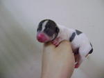 Tiny Taiwan Homebred Chihuahua Mka - Chihuahua Dog