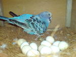 Budgerigars - Budgie/Budgerigar Bird