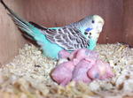 Budgerigars - Budgie/Budgerigar Bird