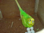 Budgerigars - Budgie/Budgerigar Bird