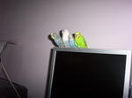 Budgerigars - Budgie/Budgerigar Bird