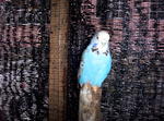 Budgerigars - Budgie/Budgerigar Bird