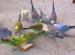 Budgerigars - Budgie/Budgerigar Bird