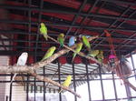 Budgerigars - Budgie/Budgerigar Bird