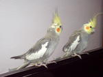 Cockateil - Cockatiel Bird