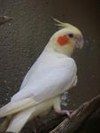 Cockateil - Cockatiel Bird