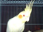 Cockateil - Cockatiel Bird