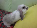 Bobby - American Fuzzy Lop Rabbit