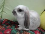 Bobby - American Fuzzy Lop Rabbit