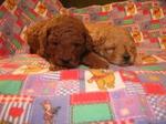  Homebred Toy Poodle Puppy - Poodle Dog