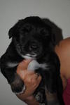 3 Pup For Adoption - Mixed Breed Dog