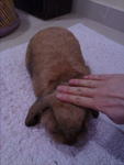 Sabrina - Holland Lop Rabbit