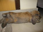 Sabrina - Holland Lop Rabbit