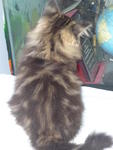 PF15359 - Domestic Long Hair Cat