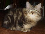 PF15359 - Domestic Long Hair Cat