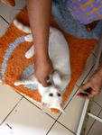 Puteh - Domestic Short Hair Cat