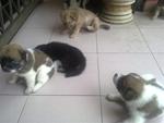 8 Newly Borned Puppies For Free - Terrier Dog