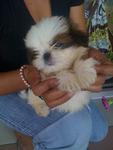 Chubby Supershort Leg 3color Shizhu - Shih Tzu Dog