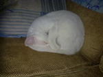 Lucky The White Cat - Siamese Cat