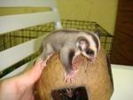 Sugar Glider - Sugar Glider Small & Furry