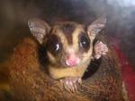 Sugar Glider - Sugar Glider Small & Furry