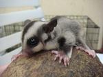 Sugar Glider - Sugar Glider Small & Furry