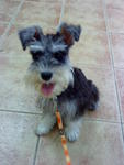 Sugar - Schnauzer Dog