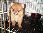 Pom - Pomeranian Dog