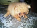 Pom - Pomeranian Dog