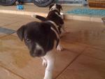 3 Adorable Pups - Mixed Breed Dog