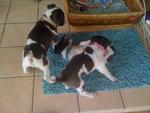 3 Adorable Pups - Mixed Breed Dog