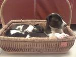 3 Adorable Pups - Mixed Breed Dog