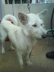 Friday has an adorable shaggy face and upright terrier ears