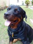 Handsome Lost In Tmn.century, Jb - Rottweiler Dog