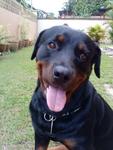 Handsome Lost In Tmn.century, Jb - Rottweiler Dog