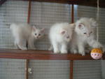 Babies - Persian + Domestic Long Hair Cat