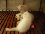 Babies - Persian + Domestic Long Hair Cat