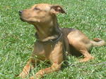 Honey - Mixed Breed Dog