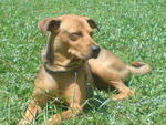 Honey - Mixed Breed Dog