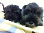 Salt And Pepper Miniature Schanuzer - Schnauzer Dog