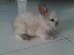 Eniya - Jersey Wooly Rabbit