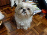 Happy - Shih Tzu Dog