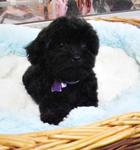 Blue Toy Poodle Puppies - Poodle Dog