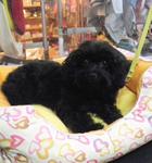 Blue Toy Poodle Puppies - Poodle Dog