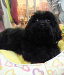 Blue Toy Poodle Puppies - Poodle Dog