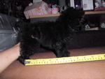 Blue Toy Poodle Puppies - Poodle Dog