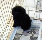 Blue Toy Poodle Puppies - Poodle Dog