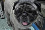 Jerry - Pug Dog