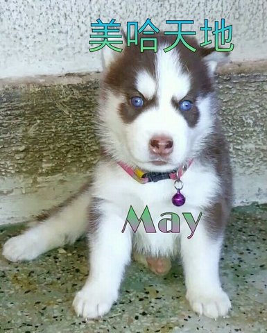 Home Breed Blue Eyes Siberian Husky - Siberian Husky Dog